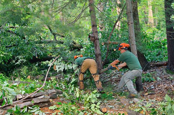 The Steps Involved in Our Tree Care Process in Dillon, CO